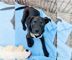 Small #4 Mutt