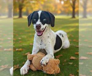 Clover 26/666 - Female Pointer-Unknown Mix Dog for Adoption - Photo #2