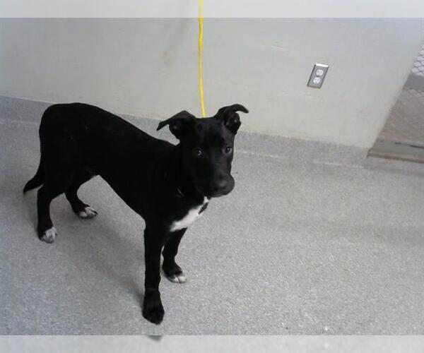 Medium Photo #1 Labrador Retriever-Unknown Mix Puppy For Sale in Pasadena, TX, USA