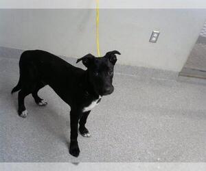 Labrador Retriever-Unknown Mix Dogs for adoption in Pasadena, TX, USA