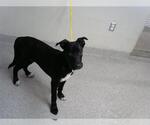 Small Labrador Retriever Mix