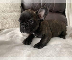 French Bulldog Puppy for sale in JOHNS ISLAND, SC, USA