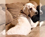Small #1 Golden Retriever