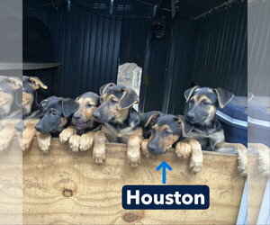 Mutt Dogs for adoption in Boise, ID, USA