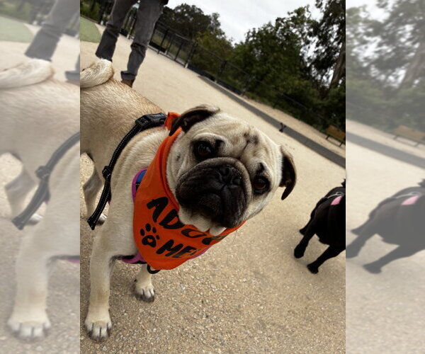 Medium Photo #4 Pug Puppy For Sale in Pacifica, CA, USA