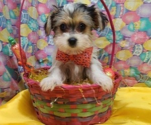 Yorkshire Terrier Puppy for sale in LANCASTER, MO, USA