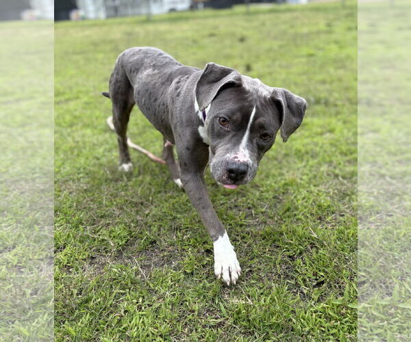 Medium Photo #4 American Pit Bull Terrier Puppy For Sale in Virginia Beach, VA, USA