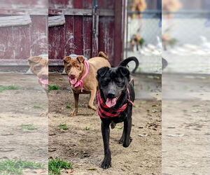 Archie - Male Labrador Retriever-Unknown Mix Dog for Adoption - Photo #5