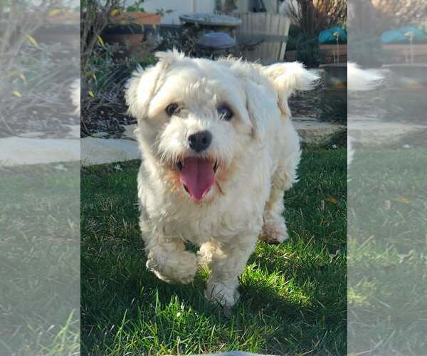 Medium Photo #3 Mutt Puppy For Sale in San Bernardino , CA, USA