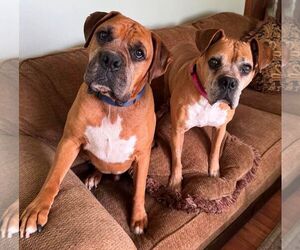 Boxer Dogs for adoption in Burnsville, MN, USA