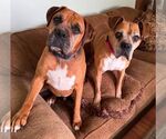 Small Boxer