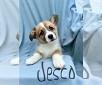 Puppy Jesco Pembroke Welsh Corgi