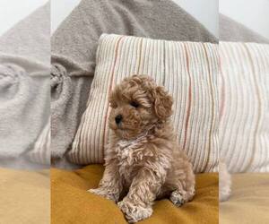 Maltipoo Puppy for sale in LOS ANGELES, CA, USA