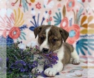 Collie-Pembroke Welsh Corgi Mix Puppy for sale in LANCASTER, PA, USA