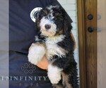 Small #2 Bernedoodle (Miniature)