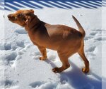 Small #6 American Pit Bull Terrier-Labrador Retriever Mix