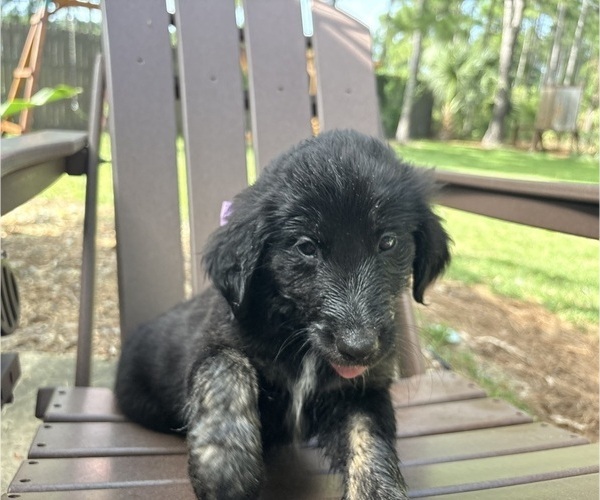 Medium Photo #38 Gollie Puppy For Sale in SANTA ROSA BEACH, FL, USA