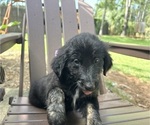 Small Photo #38 Gollie Puppy For Sale in SANTA ROSA BEACH, FL, USA