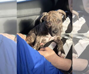 American Staffordshire Terrier-Unknown Mix Dogs for adoption in Sanford, FL, USA