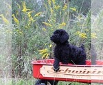 Small Photo #8 Poodle (Standard) Puppy For Sale in LAKE CITY, FL, USA