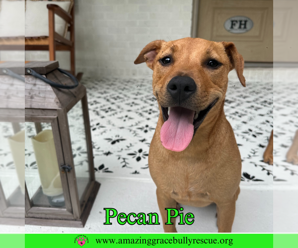 Medium Photo #3 Mutt Puppy For Sale in Pensacola, FL, USA