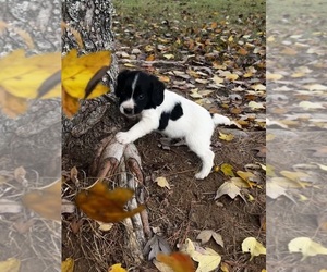 English Cocker Spaniel Puppy for sale in MOULTRIE, GA, USA