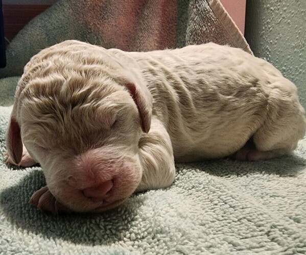 Medium Photo #42 Poodle (Standard) Puppy For Sale in CLAYTON, WA, USA