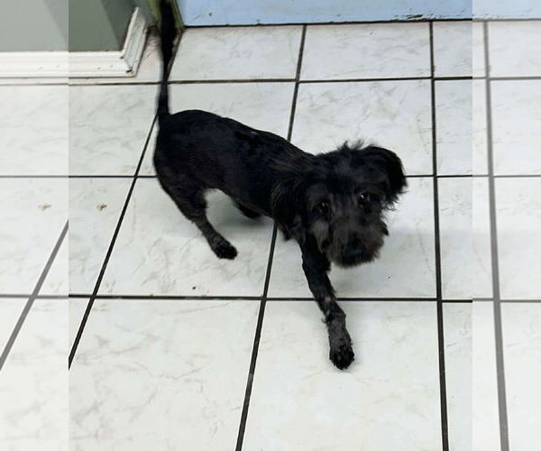 Medium Photo #5 Mutt Puppy For Sale in Westwood, NJ, USA