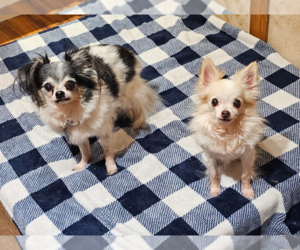 Chihuahua-Unknown Mix Dogs for adoption in Cranston, RI, USA
