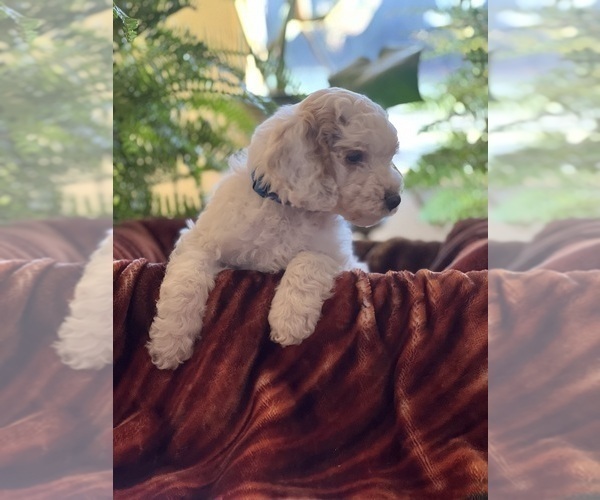 Medium Photo #14 Goldendoodle (Miniature) Puppy For Sale in LEWISBURG, PA, USA