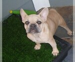 Small Photo #1 French Bulldog Puppy For Sale in MARYVILLE, TN, USA