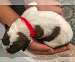 Small Photo #2 Springerdoodle Puppy For Sale in ANZA, CA, USA