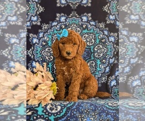 Goldendoodle (Miniature) Puppy for sale in QUARRYVILLE, PA, USA
