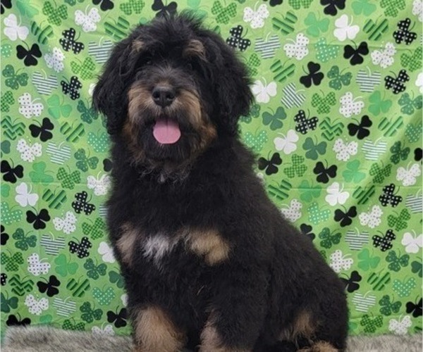 Medium Photo #3 Bernedoodle Puppy For Sale in BLAKESBURG, IA, USA
