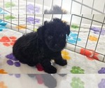 Cody - Male Yorkipoo Puppy for Sale - Photo #4