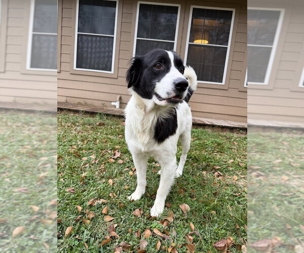 Medium Photo #6 Borador Puppy For Sale in Brewster, NY, USA