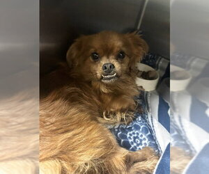 Pomeranian-Unknown Mix Dogs for adoption in Riverside, CA, USA