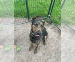 Small American Pit Bull Terrier Mix