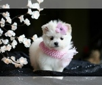 Small #18 Maltese