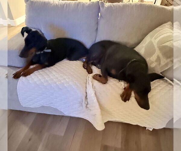 Medium Photo #6 Doberman Pinscher Puppy For Sale in Minneaoplis, MN, USA