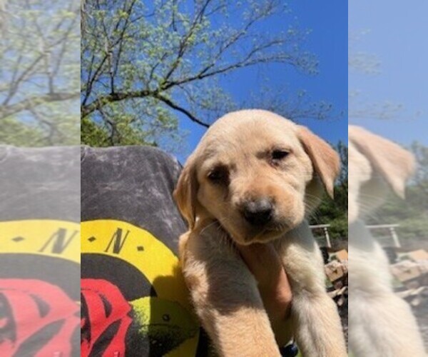 Medium Photo #1 Labrador Retriever Puppy For Sale in MAYSVILLE, GA, USA