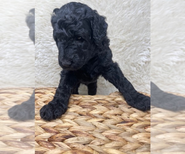 Medium Photo #40 Double Doodle Puppy For Sale in PIERSON, FL, USA