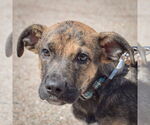Small #4 Boxer-German Shepherd Dog Mix