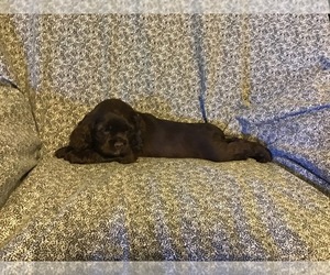 Cocker Spaniel Puppy for sale in CADDO, OK, USA