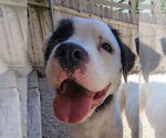 Small #1 American Staffordshire Terrier