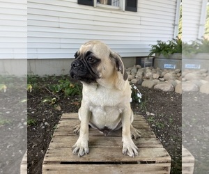 Puggle Puppy for Sale in GOSHEN, Indiana USA