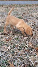 Labradoodle Puppy for sale in CASEY CREEK, KY, USA