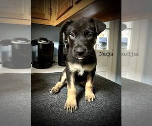 Medium Malinois