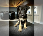Puppy Nadja Malinois