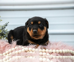 Small #1 Rottweiler